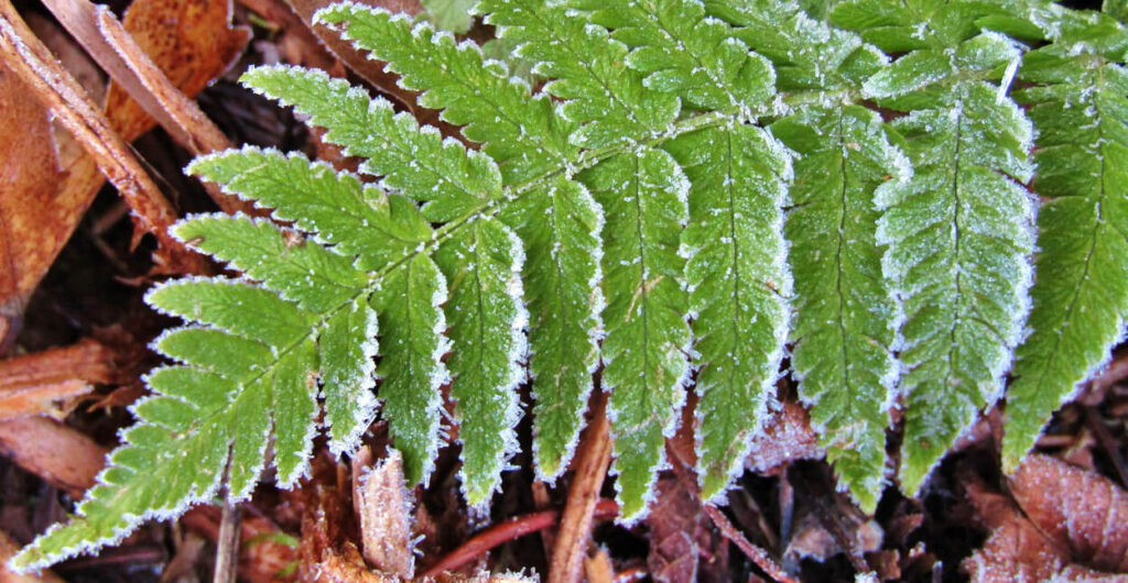 Fern with frost Fern with frost